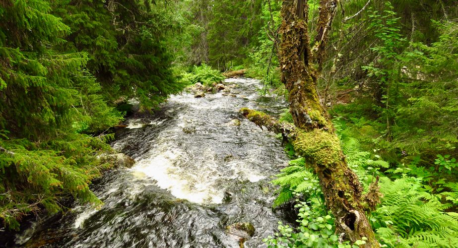 Fulufjallet National Park